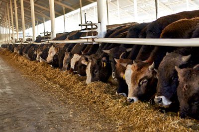 480 BİN BAŞ BESİLİK SIĞIR İTHALATI İÇİN BAŞVURULAR BAŞLADI