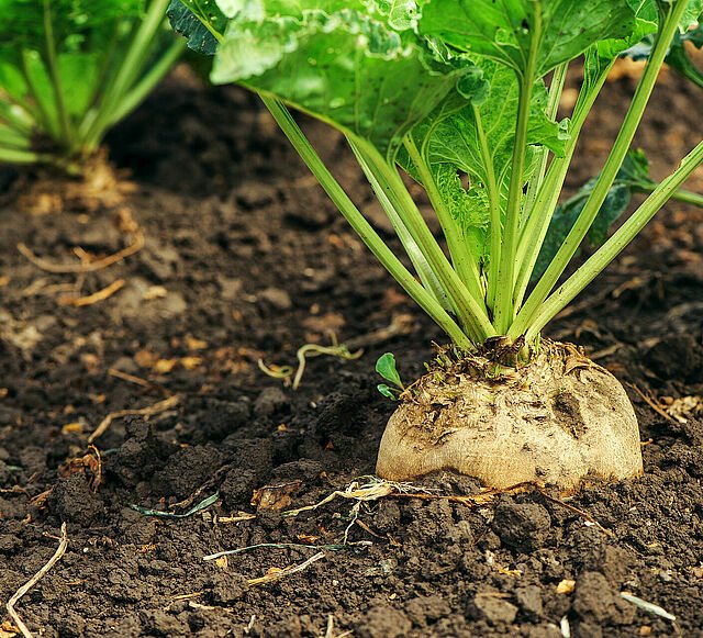 AŞIRI YAĞIŞLAR PANCAR HASADINI VURDU: FABRİKADAN KAMPANYA UZATMA BEKLENTİSİ