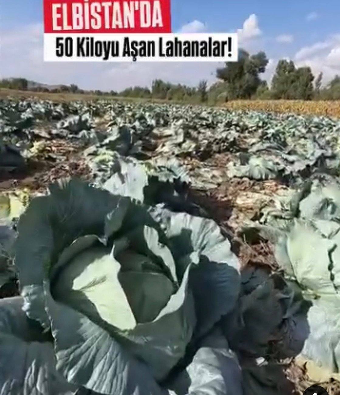 ELBİSTAN’IN SİMGESİ 50 KİLOYU AŞAN LAHANALAR KARAELBİSTAN MAHALLESİ’NDE KESİLMEYE BAŞLANDI
