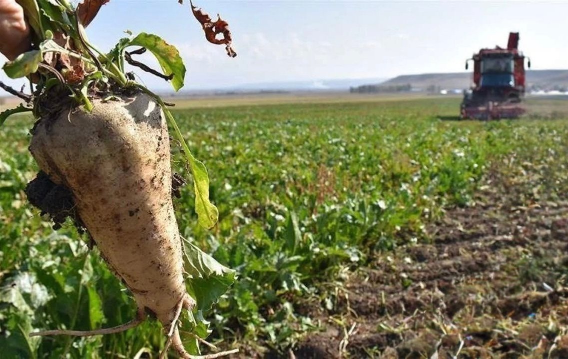 3 BİN 720 LİRALIK PANCAR FİYATINA TÜRKİYE GENELİNDE TEPKİ YAĞIYOR: "ÇİFTÇİ BİR AĞIZDAN 'SENE MEYDANDAN ÇEKİLİRİZ' DİYOR"